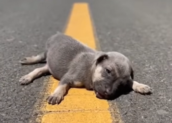 M1812008_Puppy Collapsed on Road One Stop Changed Everything_part2