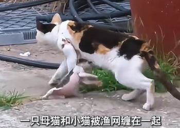 M1812003_A mother cat risked her own safety for her kittens, a truly touching story. #cat #kitten #unexpected #allthinghasaspire #motherlylove #heartwarming #maygoodpeoplelivelonglife #cat_part2
