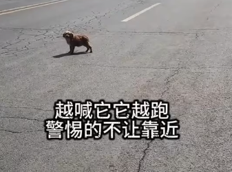 M0712006_Rescuing Stray Dogs_part2