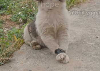 M0712008_Left to Die on Road But They Still Hoped Help #D#DogRescue…_part2