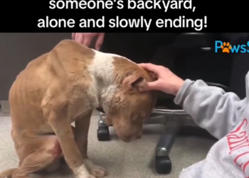 M2212002_He was used bait dog, abandoned to fence in someone backyard, a…