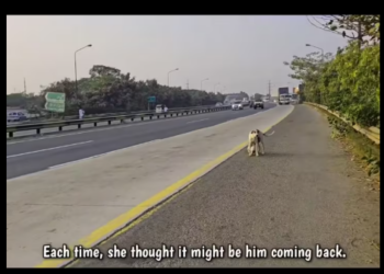 M0712009_mother dog her puppies were wandering by road passed by and…_part2