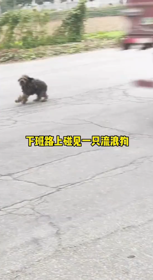 M0112016_Poor dog take me home#straydogs_part2