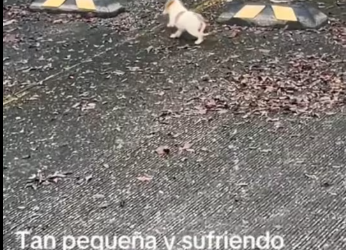 M0712010_Today I came across this and it broke my heart #video #puppies #oh…_part2