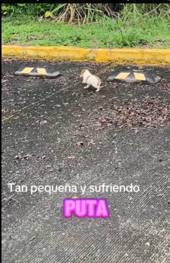 M0712010_Today I came across this and it broke my heart #video #puppies #oh…_part2