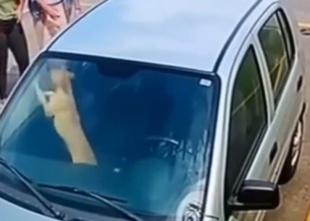 MAN REFUSES TO HELP CARAMEL-COLORED DOG TRAPPED INSIDE CAR IN C…