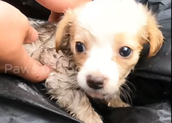 M0712011_While taking out trash, found tiny, helpless puppy thrown int…_part2