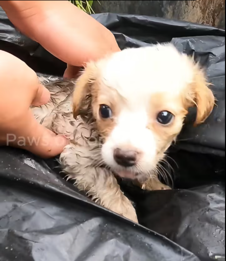 M0712011_While taking out trash, found tiny, helpless puppy thrown int…_part2