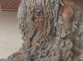 M0712012_The Dog Left Behind During Factory Relocation_part2