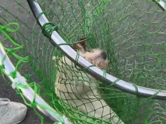 M0712013_Dogs are man’s best friend, please treat them well_part2