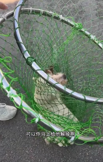 M0712013_Dogs are man’s best friend, please treat them well_part2