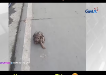 M0712014 Ang kwento namin ni Potpot at iba kong mga alagang rescue Courtesy GMA Public Affairs