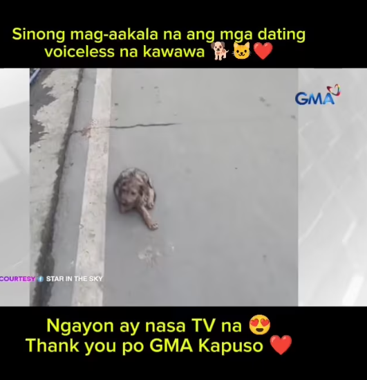 M0712014 Ang kwento namin ni Potpot at iba kong mga alagang rescue Courtesy GMA Public Affairs