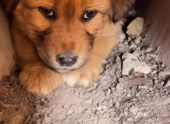 M0712017_little dog ran everywhere looking his mother but he ran forev…_part2