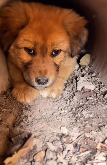 M0712017_little dog ran everywhere looking his mother but he ran forev…_part2