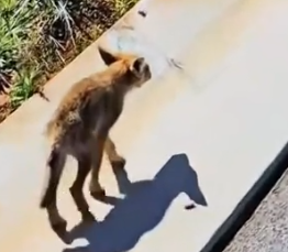 M0712018_Part1 Animals Rescue #dogrescue #rescuedog #dogsofttiktok #foryoupage #foryou #dogs_part2