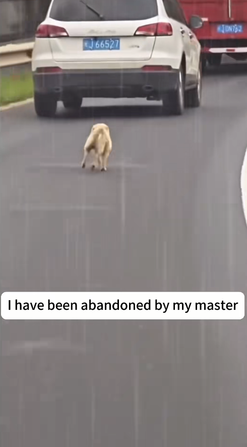 M0112001_Out there,many more dogs still need help just like one #dog #res…_part2