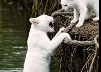 M3112014_Brave Monkey Rescues a Drowning Mother Cat from the Water �✨_part2