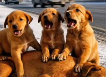 M3112015_Kind-Hearted Lady Rescues a Poor Unconscious Mother Dog and Her Puppies on the Roadside �✨_part2