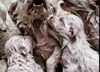 M3112018_Kind Man Rescues Mother Dog and Her Pups_Part 2