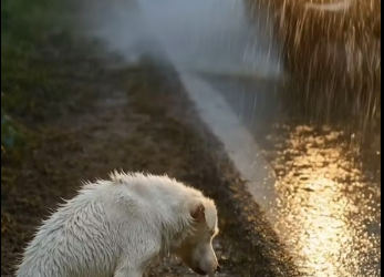 M3112019_2 Kind Old Man Rescues a Dog and Her Puppies Heartwarming Rescue Story — ✅ Description A kind elderly man gently re