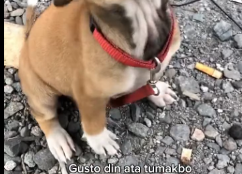 M3112006_Bata pa siya para itali pero parang pinapa adopt ata siya kasi may mga kasama yan dati siya nalang na iwan_part2