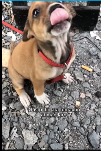 M3112006_Bata pa siya para itali pero parang pinapa adopt ata siya kasi may mga kasama yan dati siya nalang na iwan_part2