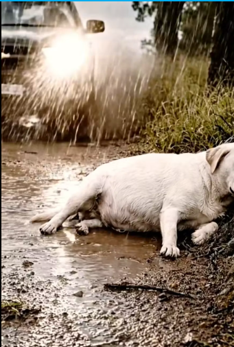 M3112008_Kind-Hearted Man Rescues a Poor Pregnant Mother Dog and Takes Her to the Hospital �✨ � Description A kind-hearted m_p