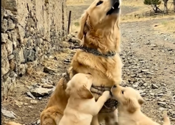 M3112009_#DogRescue #GoldenRetriever #PuppyLove #Humanity #Kindness #AnimalLovers #HeartTouching #HappyEnding #DogFamily_part2