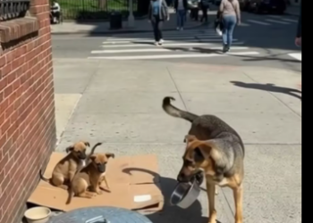 M3112010_After being ignored by a man eating nearby, a determined dog doesn’t give up. Carrying his empty bowl, he finds a way_p