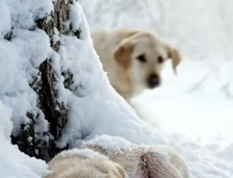 M3112011_Brave Labrador Retriever Mom Rescued Her Freezing Puppy in The Snow – Man Followed and Helped Them This video was cre_p