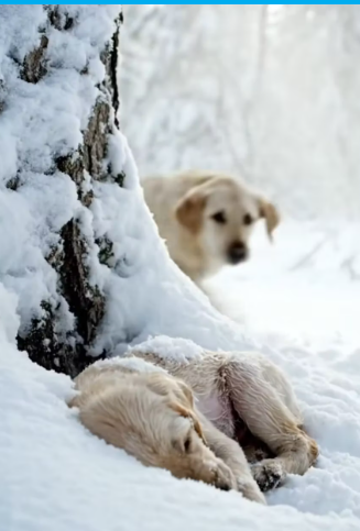 M3112011_Brave Labrador Retriever Mom Rescued Her Freezing Puppy in The Snow – Man Followed and Helped Them This video was cre_p