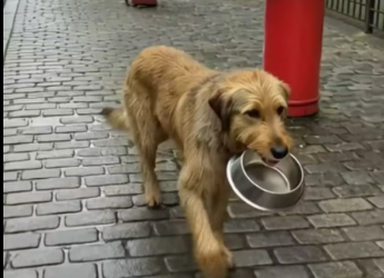 M3112012_A hungry dog searches for food to feed his puppies but struggles to find help. Instead of giving up, he uses his inte_p